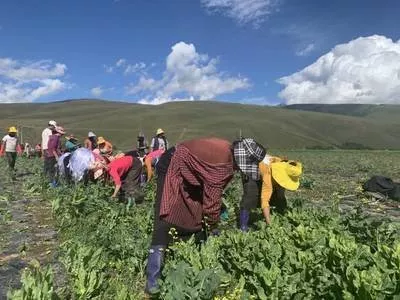 高原蔬果零碳产业示范乡